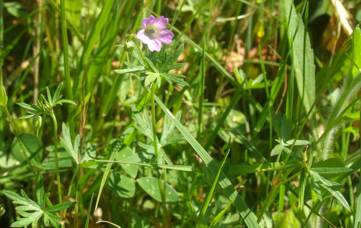 Geranium columbinum / Geranio colombino